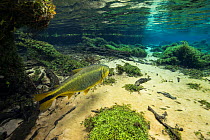 Dourado (Salminus maxillosus) Rio Olhio d'Agua, tributary of Rio da Prata, Bonito area, Serra da Bodoquena, Mato Grosso do Sul, Brazil November 2016 . Photographed for The Freshwater Project