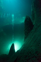 Anhumas Abyss, a 72 meters deep cave,with underwater limestone cones up to 20 meters high, Bonito area, Serra da Bodoquena (Bodoquena Mountain Range), Mato Grosso del Sul, Brazil November 2016 . Photo...