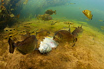 Piranhas (Serrasalmus sp) and Aracu (Leporinus sp) feeding on dead fish in a clear stream,  underneath Water hyacinth (Eichhornia sp.), Pantanal, Brazil, November. Photographed for The Freshwater Proj...