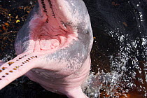 Amazon river dolphin (Inia geoffrensis) leaping with mouth open  at the surface of the Rio Negro, Amazon, Brazil.  Photographed for The Freshwater Project