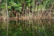 Trees in flooded forest reflected in the Amazon Rio Negro tributary, Amazon, Brazil, February 2011. Photographed for The Freshwater Project