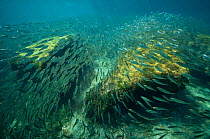 School of Scaled herring or Scaled sardine (Harengula clupeola), entering from the sea into the freshwater of the Laguna Yal Ku, Quintana Roo, Yucatan Peninsula, Mexico. Photographed for The Freshwate...