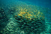 School of Scaled herring or Scaled sardine (Harengula clupeola), entering from the sea into the freshwater of the Laguna Yal Ku, Quintana Roo, Yucatan Peninsula, Mexico . Photographed for The Freshwat...