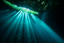 Sunrays in Cenote Jardin del Eden, Quintana Roo, Yucatan Peninsula, Mexico . Photographed for The Freshwater Project May 2016