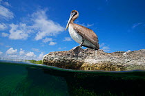 Brown Pelican (Pelecanus occidentalis) at waters edge, Laguna Yal Ku, Quintana Roo, Yucatan Peninsula, Mexico. February. Photographed for The Freshwater Project