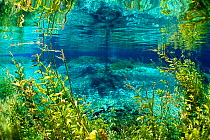 Rainbow river, Rainbow Springs State Park, Florida, USA. January 2012. Photographed for The Freshwater Project