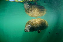 West Indian Manatee (Trichechus manatus) entering freshwater of Florida springs during winter, Homosassa Springs Wildlife Park, Florida, USA. March 2011. Photographed for The Freshwater Project Captiv...