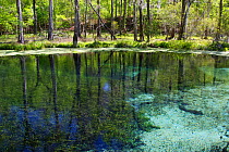 Blue Hole spring, Ichetuknee river, Ichetucknee Springs State Park, Florida, USA. March 2011. Photographed for The Freshwater Project