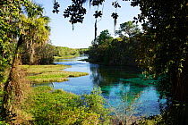 Rainbow Springs, Rainbow Springs State Park, Florida, USA. March 2011. Photographed for The Freshwater Project