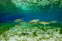 Striped mullet (Mugil cephalus) in  Fanning Springs State Park, Florida, USA. March. Photographed for The Freshwater Project