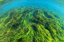 Rainbow River, with Tape / Eel  Grass (Vallisneria americana), and some invasive Hydrilla. K.P. Hole Park, Florida, USA. March. Photographed for The Freshwater Project
