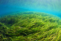 Rainbow River, with Tape / Eel Grass (Vallisneria americana), and some invasive Hydrilla K.P. Hole Park, Florida, USA. March 2011. Photographed for The Freshwater Project