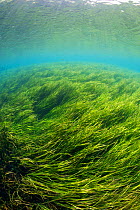 Rainbow River, with Tape / Eel Grass (Vallisneria americana), and some invasive Hydrilla,  KP.Hole Park, Florida, USA. March. Photographed for The Freshwater Project