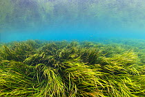Rainbow River, with Tape or Eel Grass (Vallisneria americana), and some invasive Hydrilla, K.P. Hole Park, Florida, USA. March 2011. Photographed for The Freshwater Project