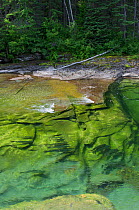 Atlantic salmon (Salmo salar) In holding pool,   while migrating upstream to spawn, Quebec, Canada, August Photographed for the Freshwater Project.