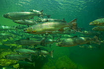 Atlantic salmon (Salmo salar)  migrating upstream to spawn, Quebec, Canada, August. Photographed for the Freshwater Project.