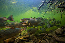 Atlantic salmon (Salmo salar)   migrating upstream to spawn, Quebec, Canada, August. Photographed for the Freshwater Project.