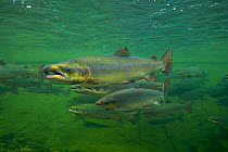 Atlantic salmon (Salmo salar)   migrating upstream to spawn,Quebec, Canada, August. Photographed for the Freshwater Project.