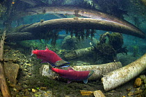 Sockeye Salmon (Oncorhynchus nerka) on spawning ground in groundwater channel, with trees cut by beavers Adams river, British Columbia, Canada, October.    Photographed for the Freshwater Project.