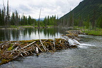 North American  Beaver (Castor canadensis) dam, Northern Rockies, Muskwa-Kechika Protected Area, British Columbia, Canada, July 2011. Photographed for The Freshwater Project