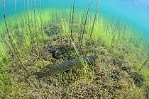 Northern Pike (Esox lucius) in a fishing lake, Northern Rockies, British Columbia, Canada, July. Photographed for The Freshwater Project