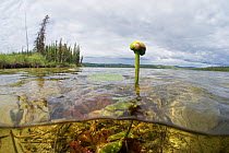 Waterlily (Nuphar sp) Triangle Lake, Northern Rockies, British Columbia, Canada, July. Photographed for The Freshwater Project