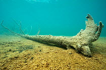 Submerged fallen tree, Aeroplane Lake, Northern Rockies, British Columbia, Canada August 2016 . Photographed for The Freshwater Project