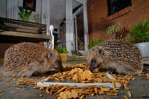 Two Hedgehogs (Erinaceus europaeus) feeding on mealworms and oatmeal left out for them on a patio, Chippenham, Wiltshire, UK, August.  Taken with a remote camera. Property released.