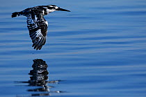 Pied kingfisher (Ceryle rudis) in flight, Chobe River, North-West District, Botswana.