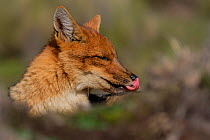 Andean Fox (Lycalopex culpaeus) licking muzzle, otopaxi, Cotopaxi, Ecuador