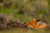 Andean fox (Lycalopex culpaeus)?? resting, Cotopaxi, Cotopaxi, Ecuador.