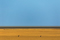 Springboks (Antidorcas marsupialis) ??two in vast plains, Etosha National Park, Kunene, Namibia??.