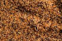 Peringuey's adder (Bitis peringueyi) eye peering from sand, Swakopmund, Erongo, Namibia.