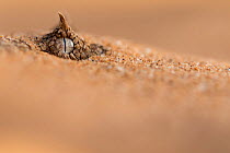 Horned Adder (Bitis caudalis) eye peering from sand, Swakopmund, Erongo, Namibia.