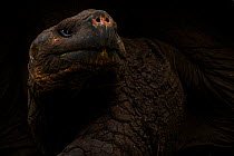 Santa Cruz Galapagos tortoise (Chelonoidis porteri) portrait, Santa Cruz, Galapagos Islands, Ecuador.