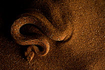 Peringuey's Adder (Bitis peringueyi) in sand, Swakopmund, Erongo, Namibia.