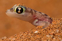 Namib sand gecko (Pachydactylus rangei) in sand, Swakopmund, Erongo, Namibia .
