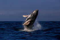 Humpback whale (Megaptera novaeangliae) breaching, Puerto Lopez, Manabi, Ecuador .
