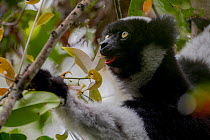 Indri (Indri indri) feeding, Andasibe-Mantadia National Park, Moramanga, Madagascar .