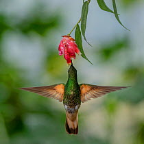 Buff-Tailed Coronet hummingbird (Boissonneaua flavescens) flying to flower, Mindo, Pichincha, Ecuador .