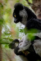 Indri (Indri indri) Andasibe-Mantadia National Park, Moramanga, Madagascar .