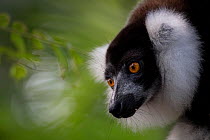 Black-and-white ruffed lemur (Varecia variegata) Palmarium, Atsinanana, Madagascar .