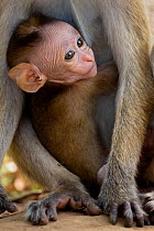 Toque Macaque (Macaca sinica) baby peering through mothers legs, Yala National Park, Southern Province, Sri Lanka.