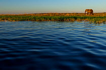 African Elephant (Loxodonta africana) on shore of Chobe River, North-West District, Botswana.