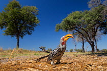 Southern yellow-billed hornbill (Tockus leucomelas)?? on ground, Moremi Game Reserve, Botswana.