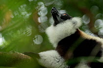 Black-and-white ruffed-lemur (Varecia variegata) looking up, Palmarium, Atsinanana, Madagascar .