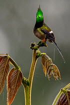 Wire-crested thorntail hummingbird (Discosura popelairii) Sumaco, Napo, Ecuador .