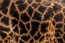 Giraffe (Giraffa camelopardalis) close up of pattern Chobe River, North-West District, Botswana.