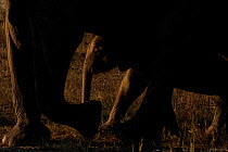 African elephant (Loxodonta africana) Chobe River, North-West District, Botswana.