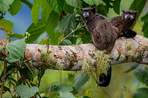 Black-mantled tamarin (Saguinus nigricollis) Sumaco, Napo, Ecuador.